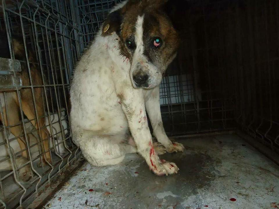 Florica in der Tötung