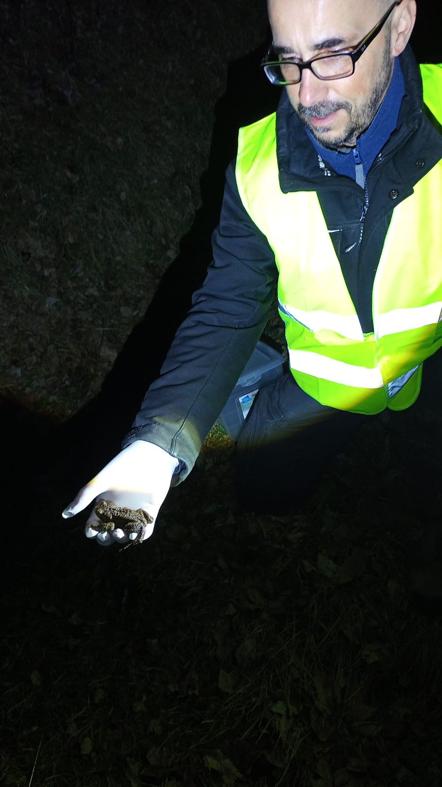 Holger Renn in Warnweste hält nachts eine gerettete Erdkröte in der Hand