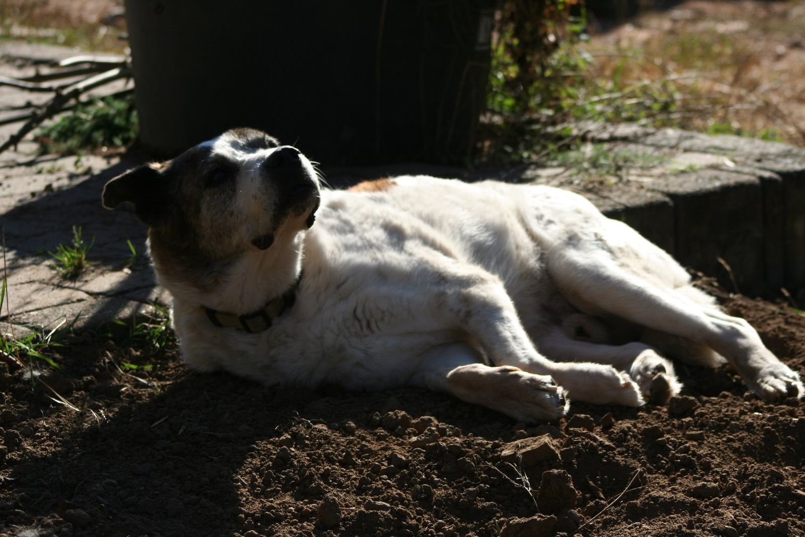 Florica liegt sechs Monate später entspannt in der Sonne im Garten