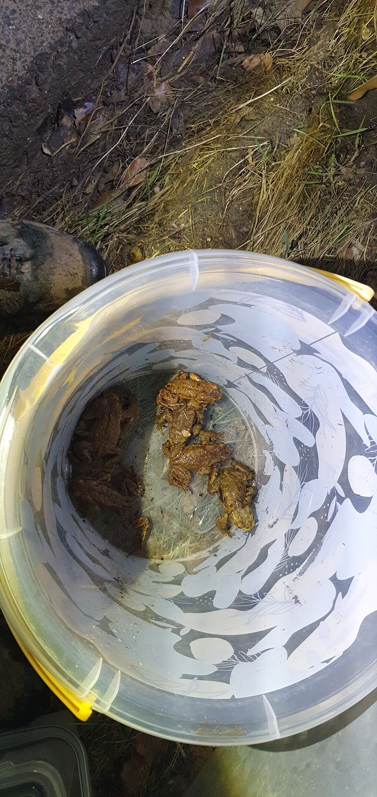 Gerettete Frösche und Kröten in einem Sammeleimer