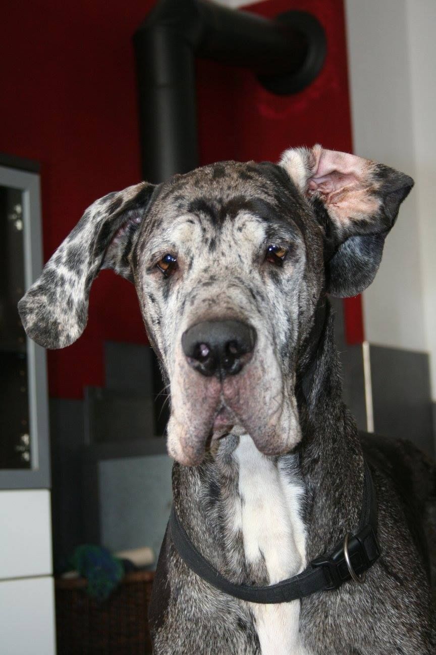 Joyce, eine gescheckte Dogge, blickt in die Kamera