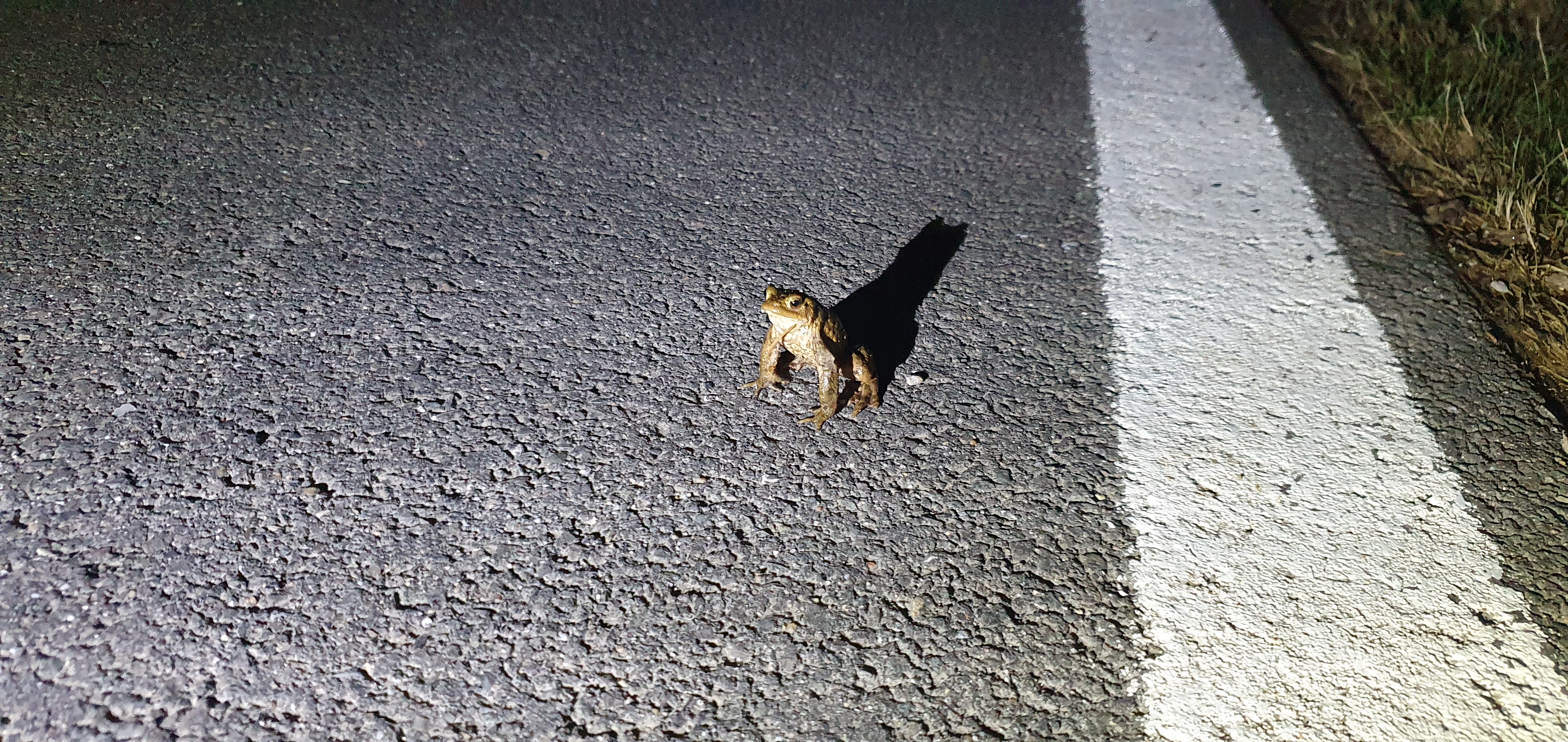 Erdkröte auf der Straße