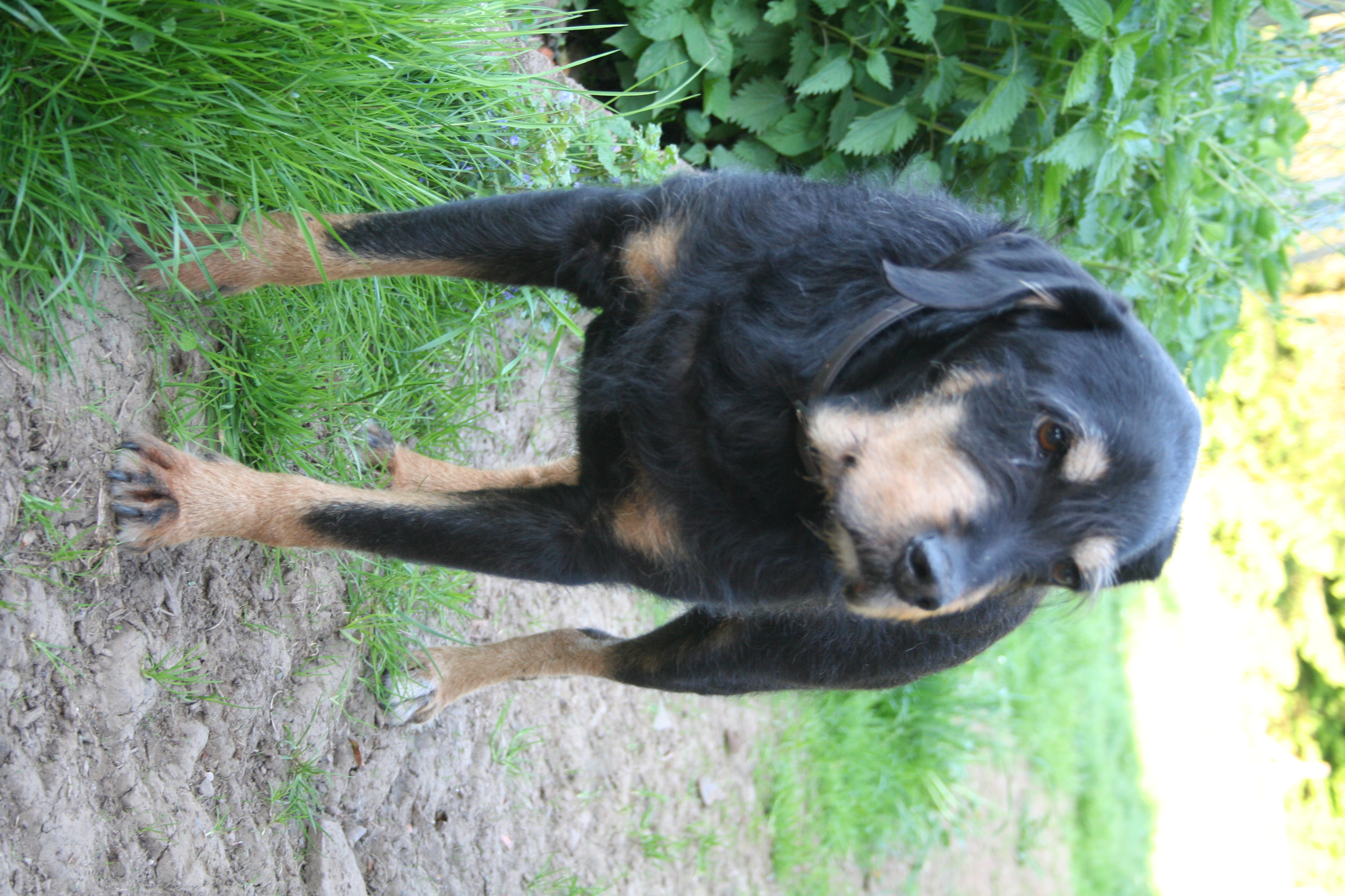 Mein erster Hund Picard