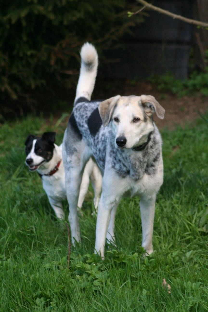 Misi aus Bulgarien steht mit einem zweiten Hund auf einer Wiese