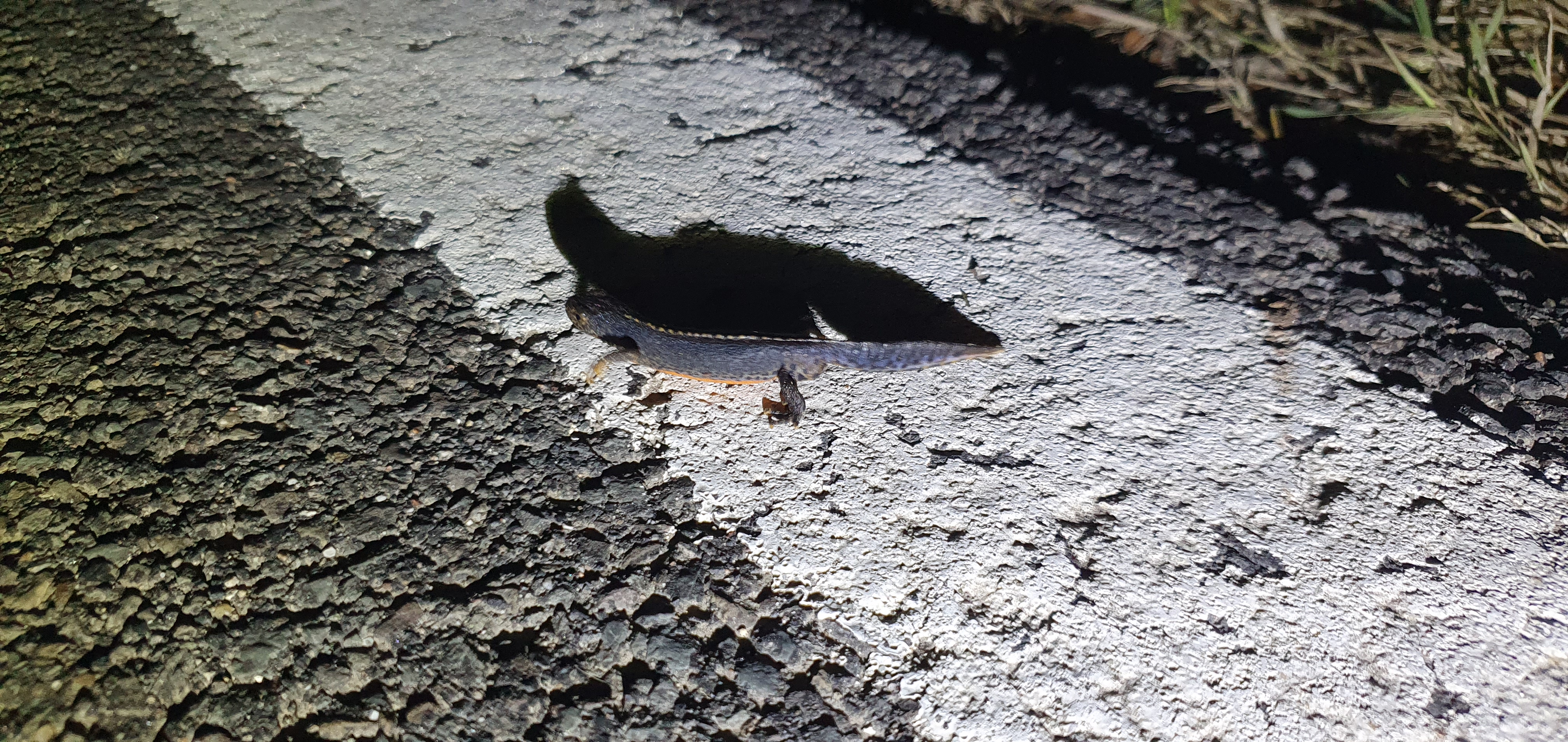 Bergmolch auf der Straße