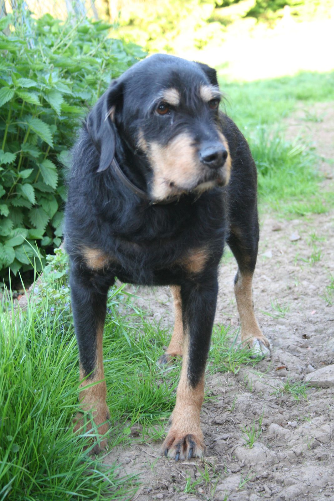 Picard, der erste Hund von Holger Renn, steht auf einem Waldweg