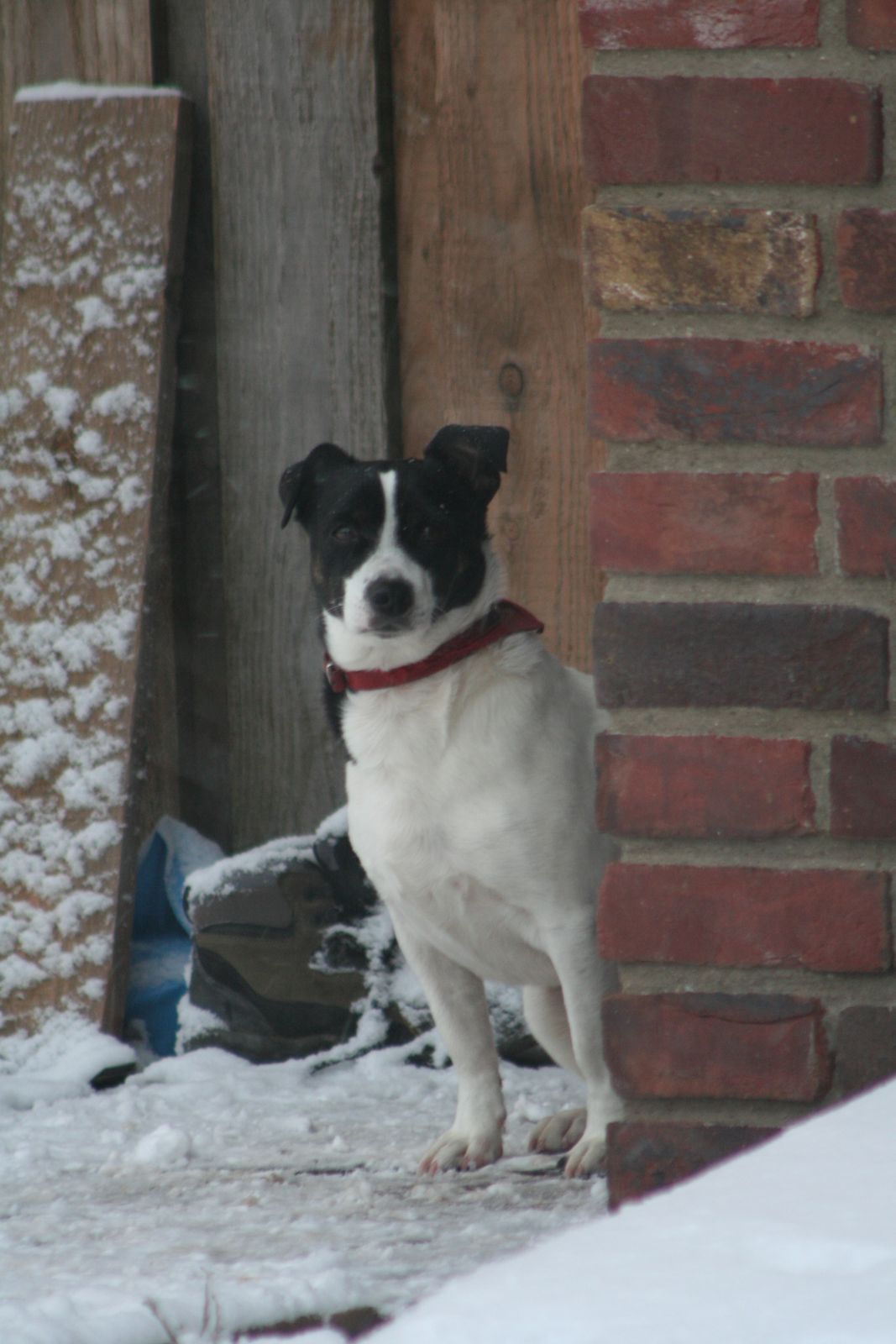 Rocky steht im Schnee vor einer Backsteinwand